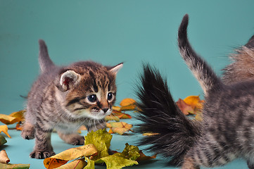Image showing group of small  kittens in autumn leaves