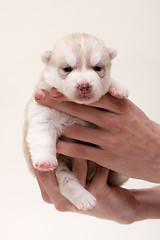 Image showing newborn puppy