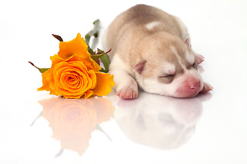 Image showing newborn puppy