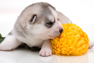 Image showing newborn puppy