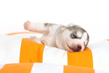 Image showing newborn puppy