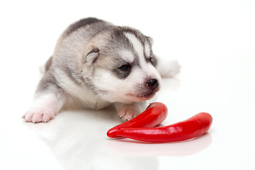 Image showing newborn puppy