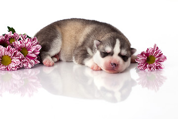 Image showing newborn puppy