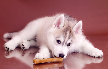 Image showing newborn puppy