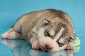 Image showing newborn puppy