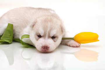 Image showing newborn puppy