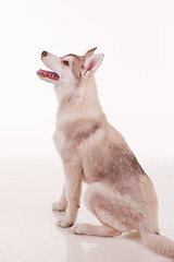 Image showing husky