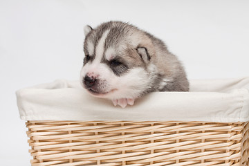 Image showing newborn puppy