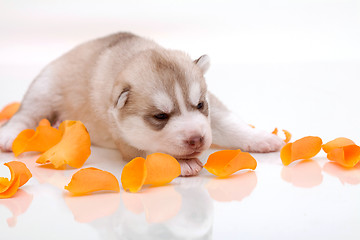 Image showing newborn puppy