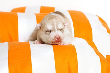 Image showing newborn puppy