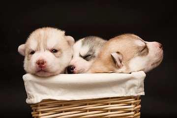 Image showing newborn puppy