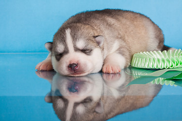 Image showing newborn puppy