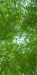 Image showing Bamboo plants - panorama