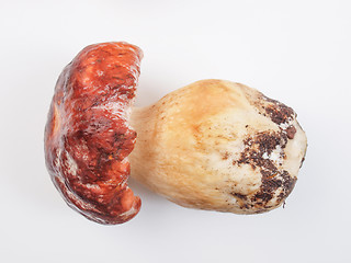 Image showing Porcini Mushroom