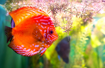 Image showing Symphysodon discus