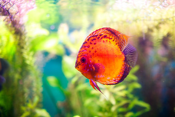 Image showing Symphysodon discus