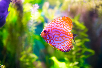 Image showing Symphysodon discus