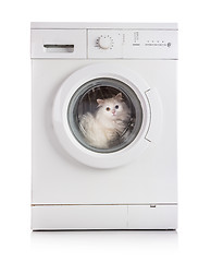 Image showing washing machine and cat