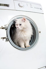 Image showing washing machine and cat