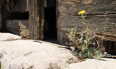 Image showing Dandelion on doorstep