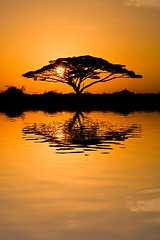 Image showing Acacia Tree at Sunrise