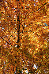 Image showing orange treetop