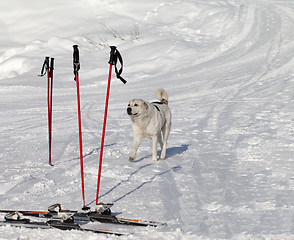 Image showing Dog and skiing equipment on ski slope at nice day