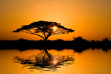 Image showing Acacia Tree at Sunrise