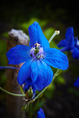 Image showing Beautiful blue flover