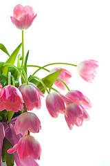 Image showing Beautiful pink tulips