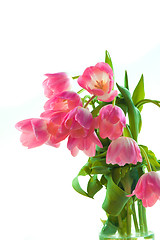 Image showing Beautiful pink tulips