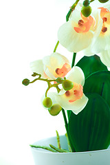 Image showing White orchid grows in pot