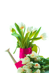 Image showing Beautiful spring cheerful tulips in watering can