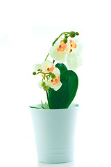 Image showing White orchid grows in pot