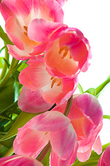 Image showing Beautiful pink tulips