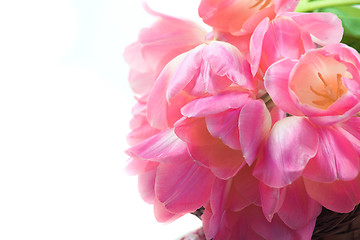 Image showing Beautiful pink tulips