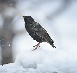 Image showing Blackbird In The Winter