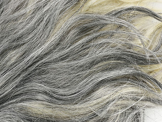 Image showing Grey  Hair Background