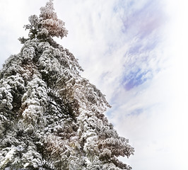 Image showing Pine Tree With Snow