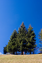 Image showing Trees and Blue Sky