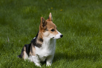 Image showing puppy on lawn