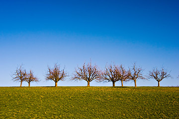 Image showing Trees on Grassland