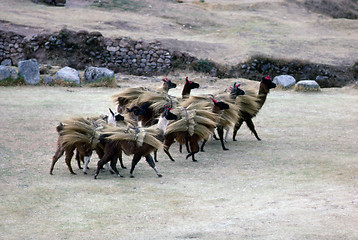 Image showing Lamas in Peru