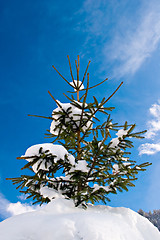 Image showing Pinetree with snow