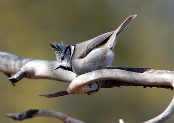 Image showing Crested tit