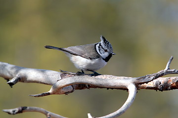 Image showing Crested tit