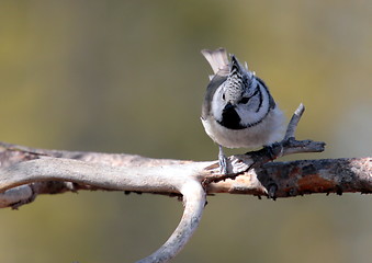 Image showing Crested tit