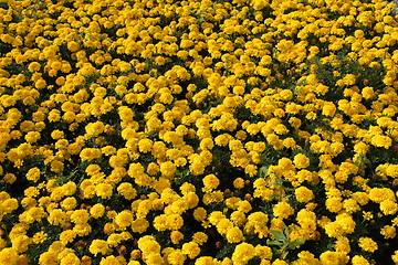 Image showing Yellow Marigolds