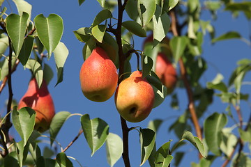 Image showing red pears