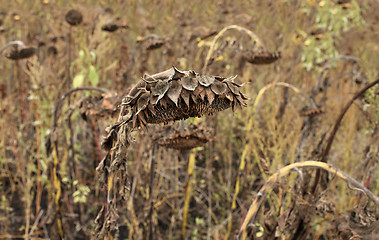 Image showing Dried Sunflower
